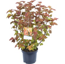 Tavoľa kalinolistá Diabolo v kvetináči