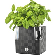 Bazalka v kvetináči s ukazovateľom hladiny vody