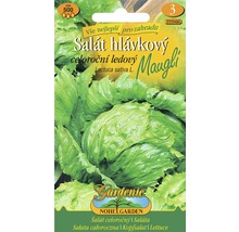 Balenie semien ľadového šalátu