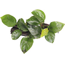 Akvarijná rastlina na drevenom koreni