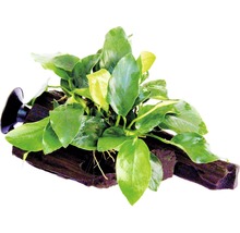 Akvarijná rastlina na koreňovom dreve s prísavkou na upevnenie