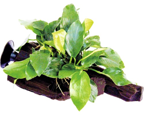 Anubias nana na koreni s prísavkou Akvarijná rastlina na koreňovom dreve s prísavkou na upevnenie