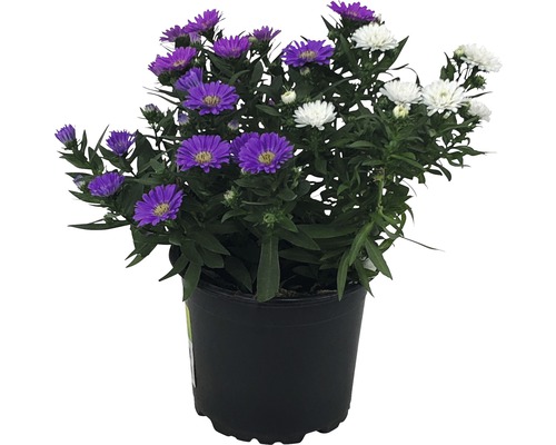 Astra novobelgická trio FloraSelf Aster novi-belgii kvetináč Ø 12 cm 1 ks, rôzne farby