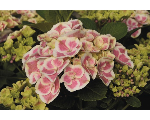 Detail kvetu hortenzie