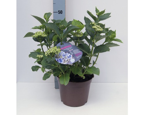 Hortenzia velkolistá FloraSelf Hydrangea macrophylla výška 30-40 cm kvetináč 4 l 1 ks, rôzne druhy