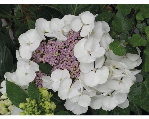 Hortenzia velkolistá biela FloraSelf Hydrangea macrophylla výška 30-40 cm kvetináč 4 l