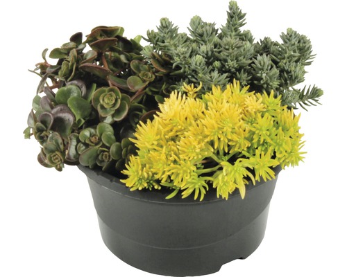 Rôzne rastliny v čiernom kvetináči