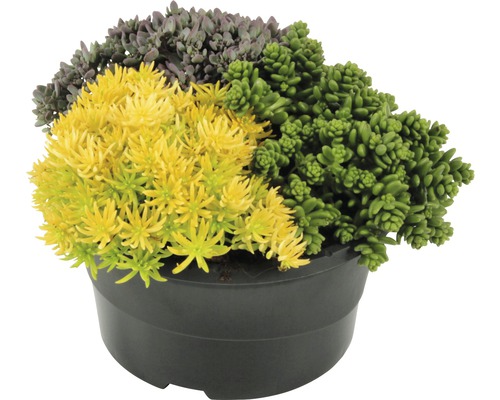 Kvetináč s rôznofarebnými rastlinami rozchodníka