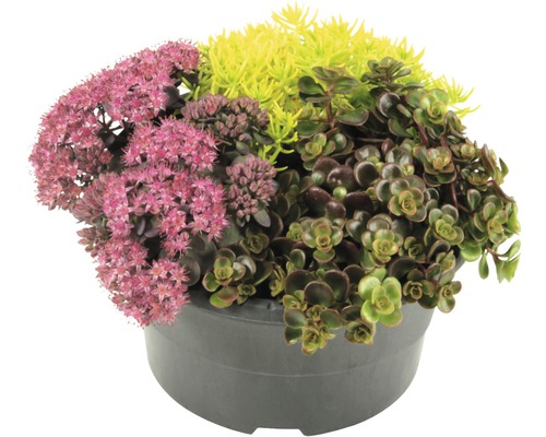 Miska 'Little Autumn' FloraSelf Sedum kvetináč Ø 17 cm 1 ks, rôzne druhy