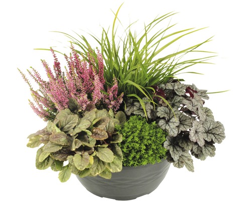 Dekoratívne jesenné rastliny v sivom kvetináči