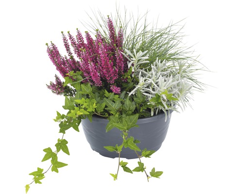 Kvetinové aranžmán s vresom, brečtanom a okrasnou trávou v kvetináči