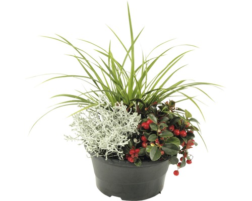 Kvetináč osadený okrasnými rastlinami