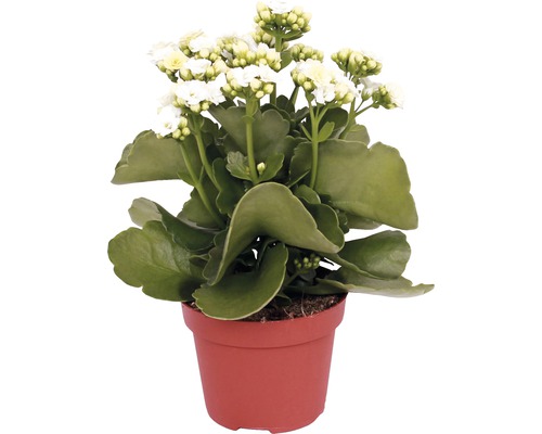 Kolopejka vďačná FloraSelf Kalanchoe blossfeldiana 10-15 cm kvetináč Ø 7 cm, 1 ks, rôzne farby