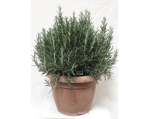 Rozmarín FloraSelf Rosmarinus officinalis kvetináč Ø 25 cm