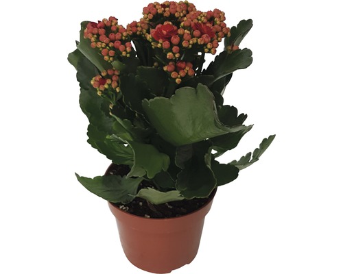 Kolopejka vďačná Kalanchoe blossfeldiana 'Calandiva' 20-25 cm červená Ø 12 cm kvetináč