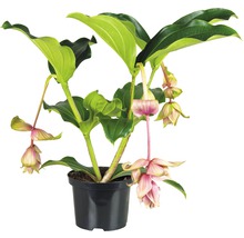 Kvitnúca rastlina Medinilla v kvetináči