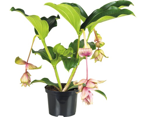 Kvitnúca rastlina Medinilla v kvetináči