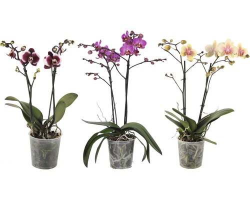 Motýlia orchidea FloraSelf Phalaenopsis-kultivar výška 40-55 cm kvetináč Ø 12 cm 1 ks, rôzne farby, špeciálne druhy