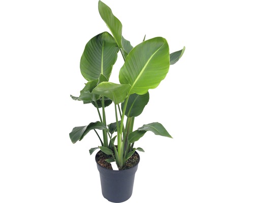 Strelícia natálska FloraSelf Strelitzia nicolai výška 90-120 cm kvetináč Ø 24 cm Strelicie v kvetináči