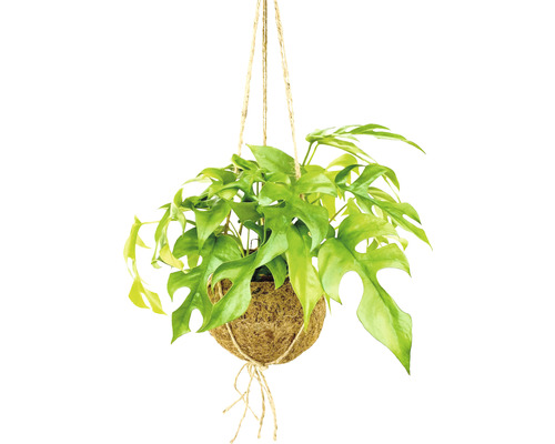 Kokedama záves s monsterou FloraSelf výška vr. kvetináče cca 35 cm kvetináč Ø 17 cm Závesná rastlina v kokedame so zavesením na šnúrke