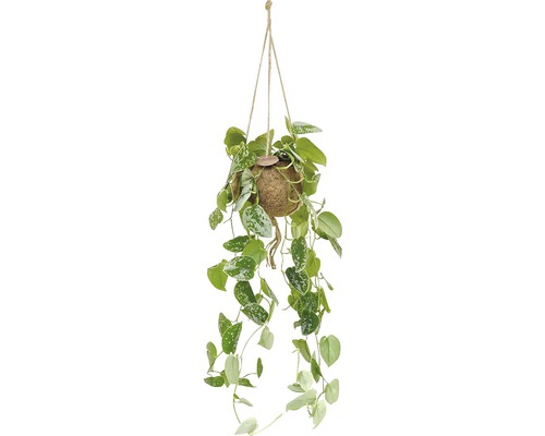Scindapsus v závesnom kvetináči kokedama FloraSelf výška cca 30 cm kvetináč Ø 17 cm Závesná rastlina so zelenými listami v kokosovom kvetináči