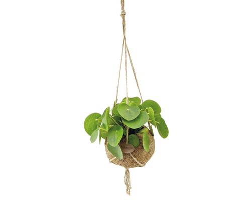 Kokedama Pilea peprincová v závesnom kvetináči FloraSelf výška cca 25 cm kvetináč Ø 25 cm