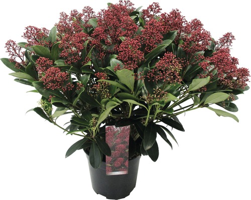 Skimmia v kvetináči s červenými bobuľami a zelenými listami