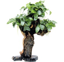 Akvarijná rastlina na koreňovom dreve