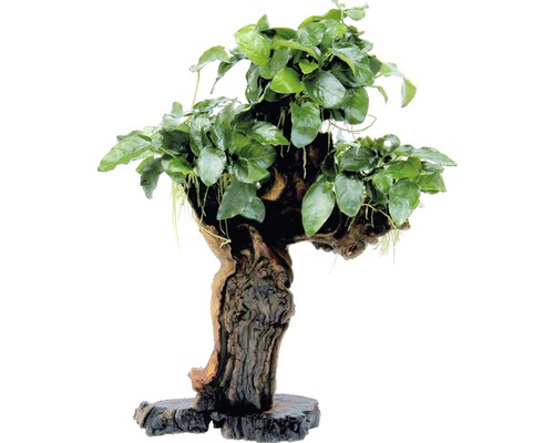 Akvarijná rastlina na koreňovom dreve