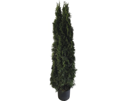 Živý tuja v kvetináči