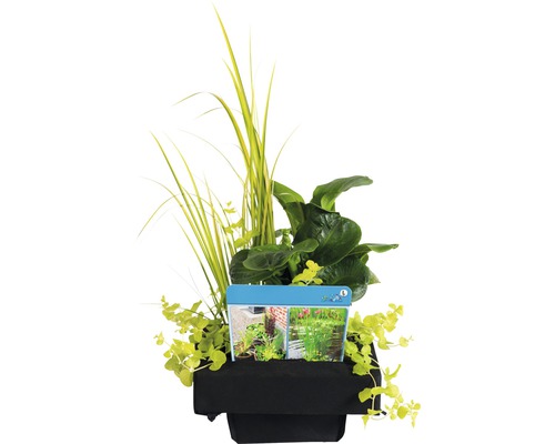 Sada jazierkových rastlín v čiernom kvetináči s rôznymi vodnými rastlinami.