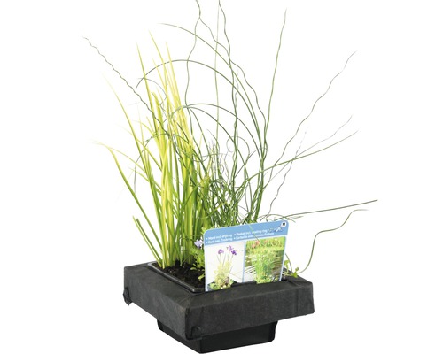 Kvetináč s rôznymi vodnými rastlinami pre záhradné jazierko