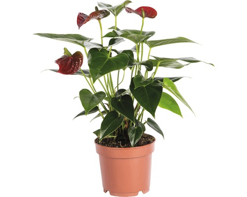 Antúria červená FloraSelf Anthurium andreanum 35-40 cm kvetináč Ø 12 cm