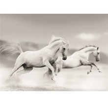 Obraz Decopanel White Horses 50x70 cm-thumb-0