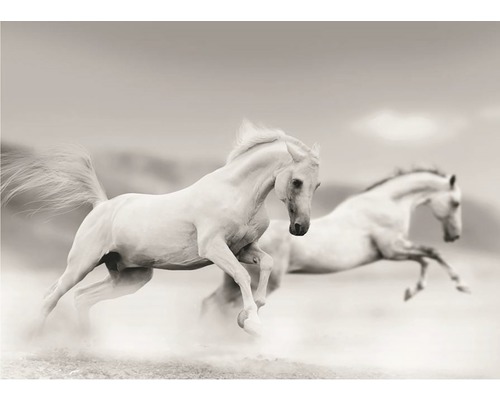 Obraz Decopanel White Horses 50x70 cm-0