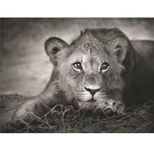 Obraz Decopanel Little Lion 50x70 cm-thumb-0