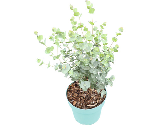 Eukalyptus FloraSelf Eukalyptus gunnii 'Azura' výška 30-40 cm kvetináč Ø 17 cm Eukalyptová rastlina v kvetináči
