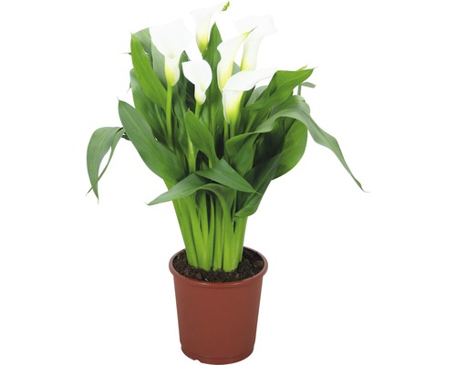 Kala, kornútica FloraSelf Zantedeschia 'Crystal Blush' 40-45 cm kvetináč Ø 13 cm biela