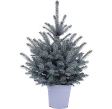 Smrek pichľavý v kvetináči