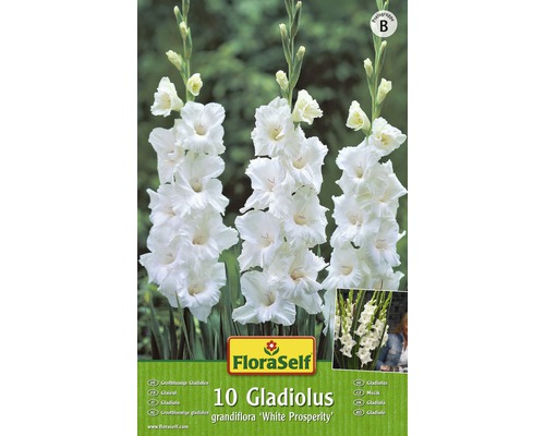 Gladioly FloraSelf Gladiolus grandiflora „White Prosperity“ 10 ks