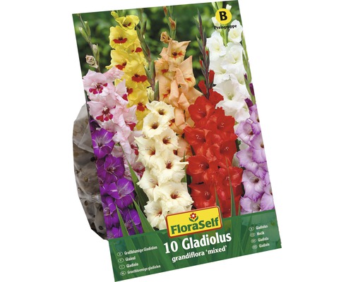 Gladioly FloraSelf Gladiolus grandiflora zmes 10 ks