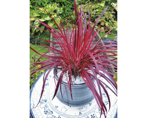 Purpurová kosatcovitá rastlina v kvetináči na záhradnom stole