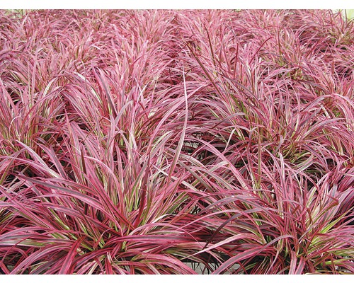 Detailný pohľad na červené okrasné trávy