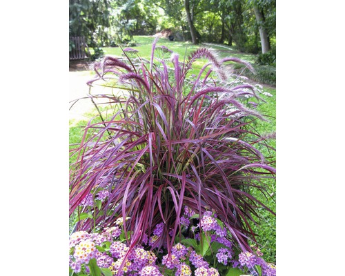 Perovec psárkovitý červený FloraSelf Pennisetum x advena 'Fireworks' 10-60 cm kvetináč 3 l