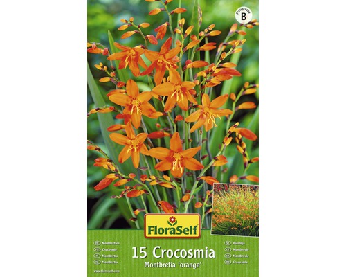 Montbrécia - Crocosmia oranžová Floraself 15 ks