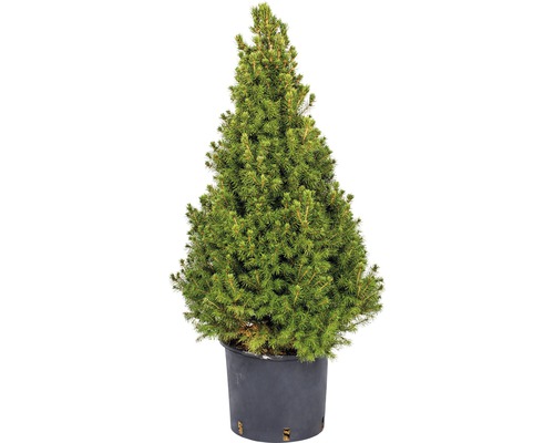 Vianočný stromček v kvetináči Picea Glauca Conica 70-80 cm