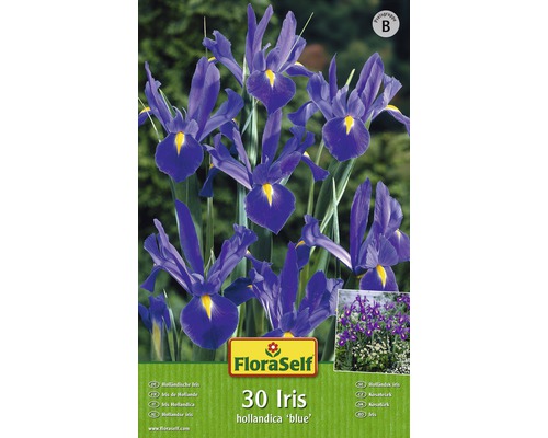 Iris Hollandica modrý FloraSelf 30 ks