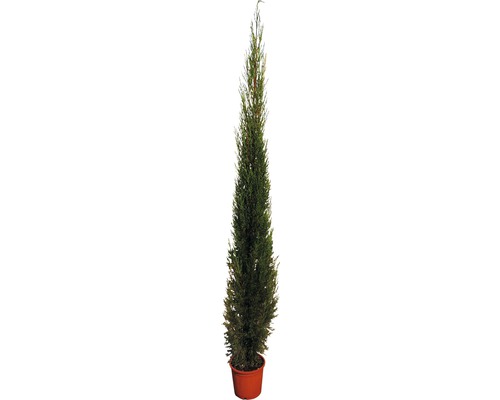 Cyprus vždyzelený FloraSelf Cupressus sempervierens 'Pyramidalis' 160 – 180 cm kvetináč 15 l