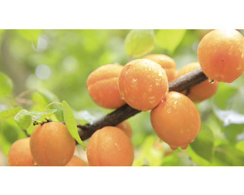 Marhuľa trpasličia FloraSelf Bio Prunus armeniaca 'Orange Beauty' kmeň 40 cm celková výška 60-80 cm kvetináč 7,5 l