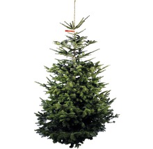 Kaukazská jedľa s kmeňom